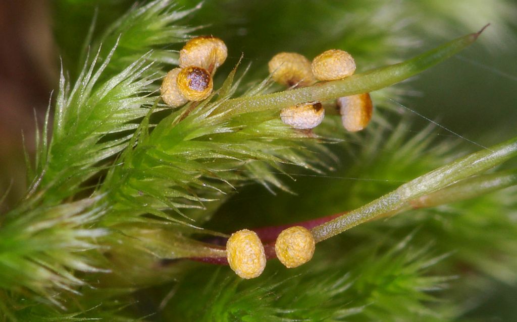 Physarum auriscalpium?